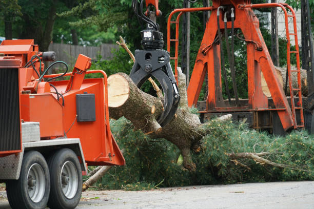 How Our Tree Care Process Works  in Austin, TX